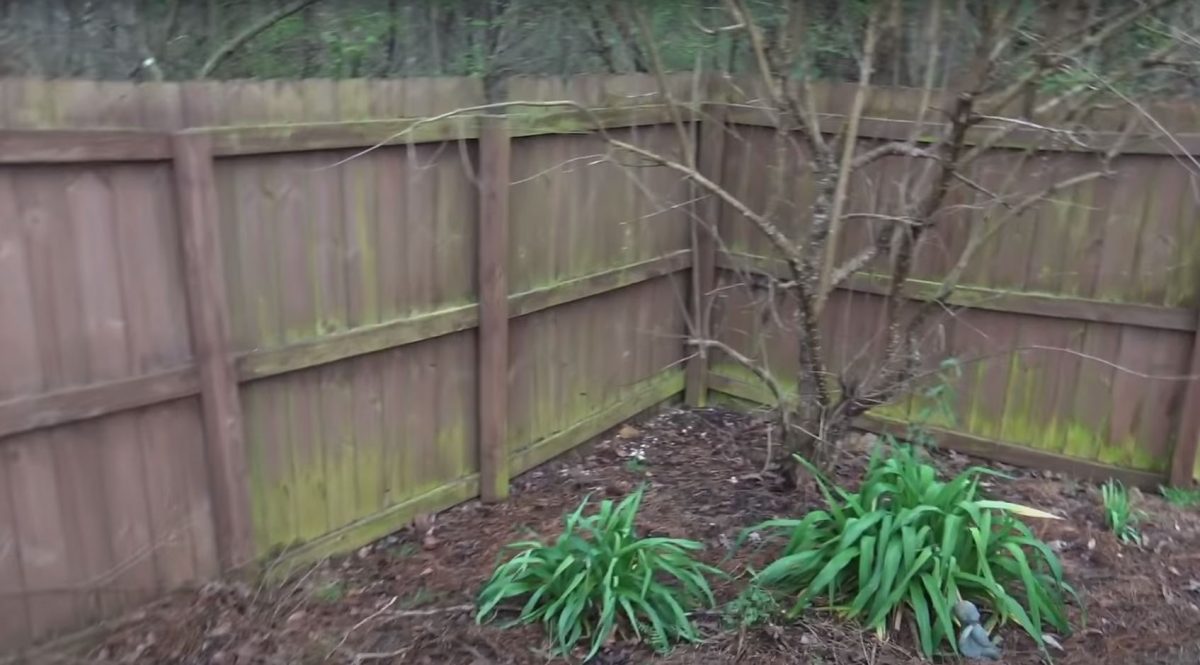 What’s The Best Way to Treat Mould on Fences? Quality Fencing Hamilton